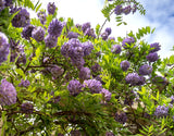 Amethyst Falls Wisteria (Wisteria frutescens 'Amethyst Falls')