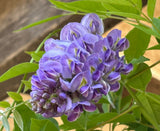 Amethyst Falls Wisteria (Wisteria frutescens 'Amethyst Falls')