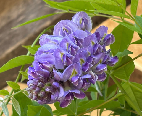 Amethyst Falls Wisteria (Wisteria frutescens 'Amethyst Falls')