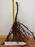 Apache Blackberry - Bare Root Canes - Great Tasting Large Berries- Huge Yields