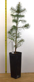 Apache White Fir 1 Year Old Trees (Abies concolor) Landscape, Windbreaks and Christmas Trees