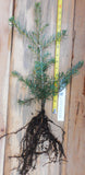 Apache White Fir 2 Year Old Bare Root Trees (Abies concolor) Landscape, Windbreaks and Christmas Trees