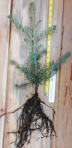 Apache White Fir 2 Year Old Bare Root Trees (Abies concolor) Landscape, Windbreaks and Christmas Trees