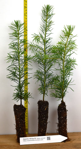 Apache White Fir 1 Year Old Trees (Abies concolor) Landscape, Windbreaks and Christmas Trees