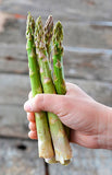 Millennium Hybrid Male Asparagus Crowns - Large Crowns For Faster Cutting