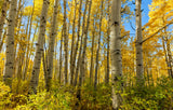 Quaking Aspen Trees (Populus tremuloides) Bare Root Seedlings - 8-14 Inches Tall