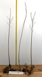 Quaking Aspen Trees (Populus tremuloides) Bare Root Trees - 24-36 Inches Tall