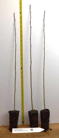 Quaking Aspen Trees (Populus tremuloides) Live Potted Seedlings