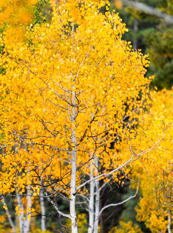 Quaking Aspen Trees (Populus tremuloides) Bare Root Trees - 50-60 Inches Tall