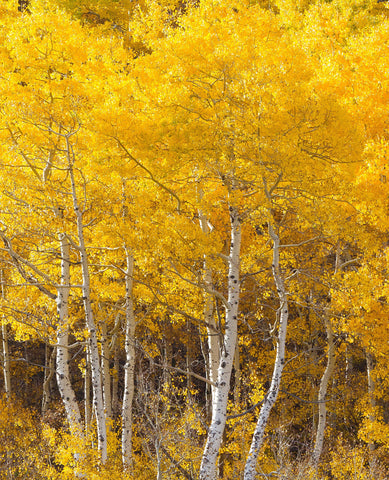 Quaking Aspen Trees (Populus tremuloides) Bare Root Trees - 36-42 Inches Tall