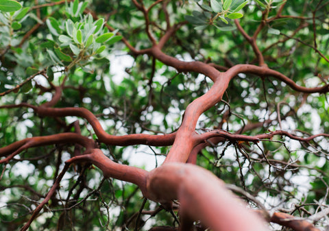 where to buy bonsai trees in austin Manzanita