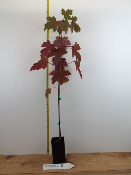 AutumnBlazeTree_104bc470-b819-