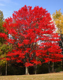 Red Maple -Autumn Blaze - Acer x freemanii ‘Jeffersred’