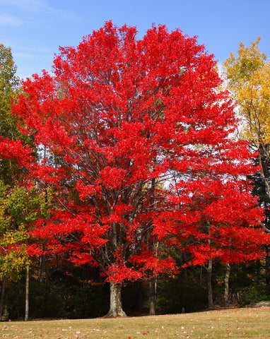 Red Maple -Autumn Blaze - Acer x freemanii 'Jeffersred' – Scenic