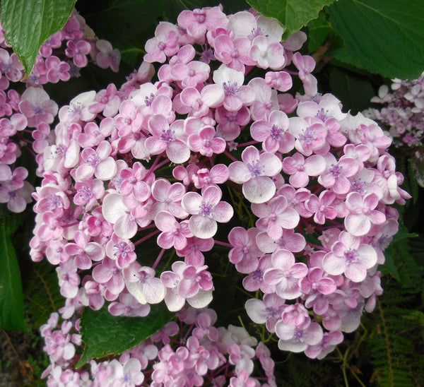 Hydrangea macrophylla 'Ayesha' -Unique Double-Petaled, Cup-Shaped