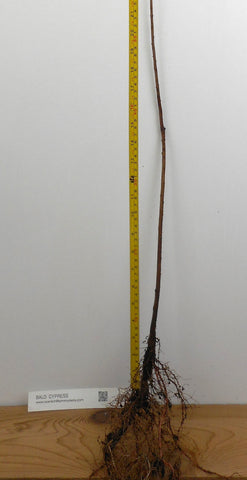 Bald Cypress Tree (Taxodium distichum) Bare Root and Potted