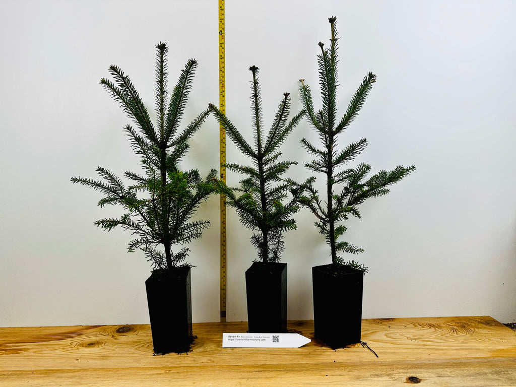 Balsam Fir, Abies balsamea Scenic Hill Farm Nursery