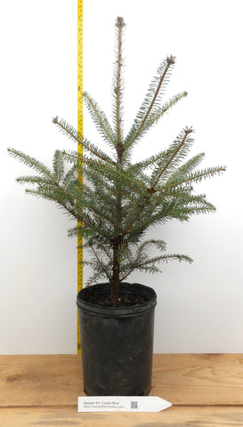 Balsam Fir, Abies balsamea  - One Gallon Container - Christmas trees or Landscape