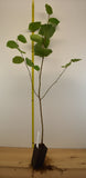 Beaked Hazelnut (Corylus cornuta var. californica)- Native Nut Tree- Bare Root and Potted plants