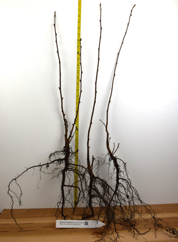 Beaked Hazelnut (Corylus cornuta var. californica)- Native Nut Tree- Bare Root and Gallon
