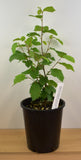 Beaked Hazelnut (Corylus cornuta var. californica)- Native Nut Tree- Bare Root and Potted plants
