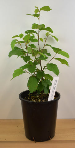 Beaked Hazelnut (Corylus cornuta var. californica)- Native Nut Tree- Bare Root and Potted plants