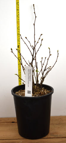 Beaked Hazelnut (Corylus cornuta var. californica)- Native Nut Tree