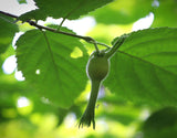 Beaked Hazelnut (Corylus cornuta var. californica)- Native Nut Tree- Bare Root and Gallon