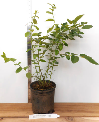 blueberry plant indoors Berkeley Mid Season Blueberry- Large Gallon Containers- Large berries- – Scenic Hill Farm Nursery