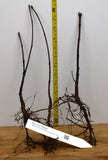 Big Leaf Maple (Acer macrophyllum) - Bare Root Seedlings