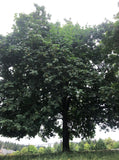 Big Leaf Maple (Acer macrophyllum) - Bare Root Seedlings