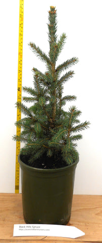 Black Hills Spruce, (Picea glauca var. densata - Compact, Narrow, Pyramidal Form - Bluish-Green Needles