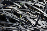 Black Mondo Grass potted plants - (Ophiopogon planiscapus Nigrescens)