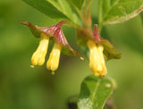 Black twinberry (Lonicera involucrata)