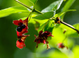 Black twinberry (Lonicera involucrata)
