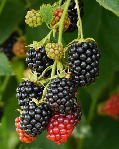 Black Diamond Thornless Blackberry- Great for Home Gardeners