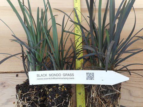 Black Mondo Grass potted plants - (Ophiopogon planiscapus Nigrescens)