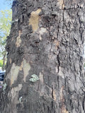 'Bloodgood' London Planetree (Platanus x acerifolia 'Bloodgood')