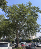 'Bloodgood' London Planetree (Platanus x acerifolia 'Bloodgood')