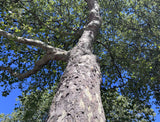 'Bloodgood' London Planetree (Platanus x acerifolia 'Bloodgood')