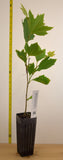 'Bloodgood' London Planetree (Platanus x acerifolia 'Bloodgood')