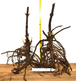 Elderberry - Blue Elderberry (Sambucus nigra ssp. cerulea) - Heavy Yields