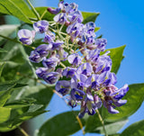 Blue Moon Kentucky Wisteria - Cold Hardy, Fragrant, Blooms Three Times a Season