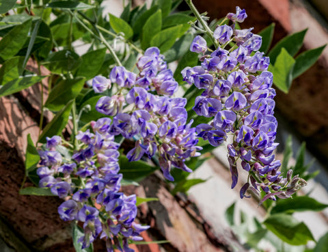 Blue Moon Kentucky Wisteria - Cold Hardy, Fragrant, Blooms Three Times a Season