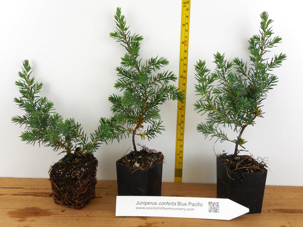 BluePacificShoreJuniper3_600x6