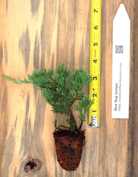 BlueRugPlug1_600x600.jpg?v=