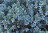 Blue Star Juniper (Juniperus squamata 'Blue Star') Easy Care Landscape or Bonsai