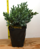 Blue Star Juniper (Juniperus squamata 'Blue Star') Easy Care Landscape or Bonsai