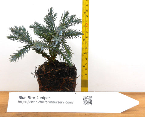 Blue Star Juniper (Juniperus squamata 'Blue Star') Easy Care Landscape or Bonsai
