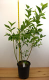 Reka Blueberry Plants- Large One Gallon Containers